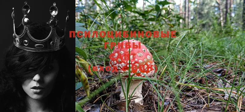 Галлюциногенные грибы Cubensis  Козельск 